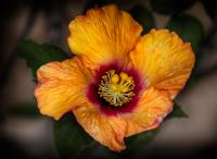 Punchy Bloom